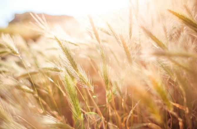 Program walki z ocieplaniem klimatu